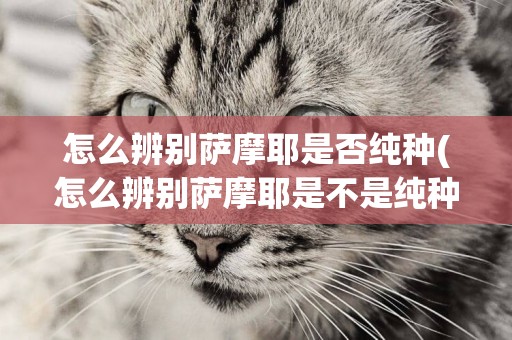 怎么辨別薩摩耶是否純種(怎么辨別薩摩耶是不是純種)