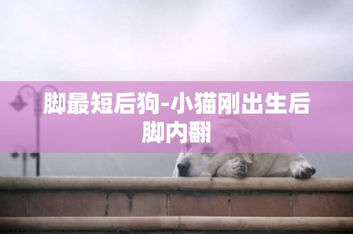 腳最短后狗-小貓剛出生后腳內翻