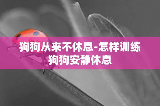 狗狗從來不休息-怎樣訓練狗狗安靜休息