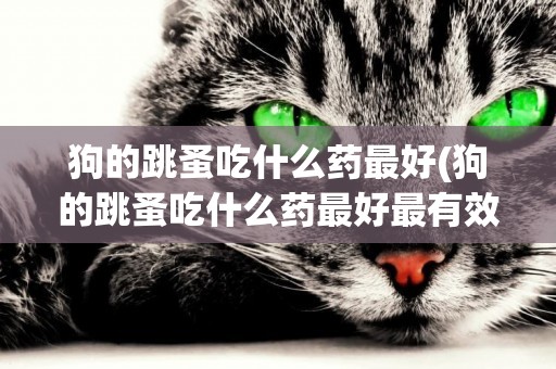 狗的跳蚤吃什么藥最好(狗的跳蚤吃什么藥最好最有效)