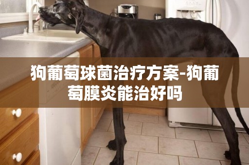 狗葡萄球菌治療方案-狗葡萄膜炎能治好嗎