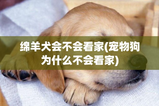 綿羊犬會不會看家(寵物狗為什么不會看家)
