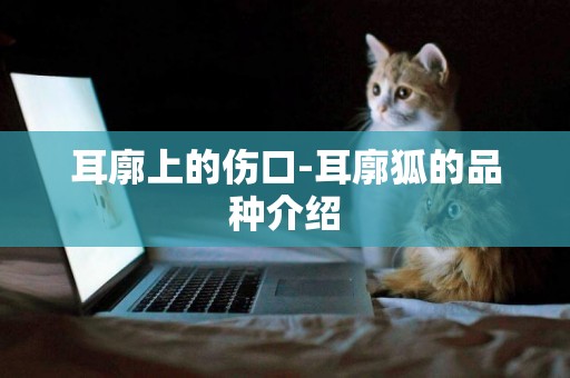 耳廓上的傷口-耳廓狐的品種介紹
