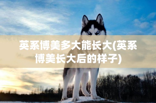 英系博美多大能長大(英系博美長大后的樣子)