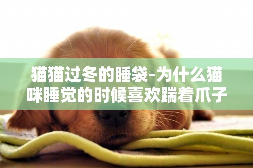 貓貓過冬的睡袋-為什么貓咪睡覺的時候喜歡踹著爪子