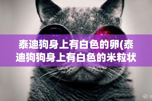 泰迪狗身上有白色的卵(泰迪狗狗身上有白色的米粒狀是什么)