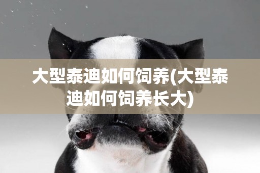 大型泰迪如何飼養(大型泰迪如何飼養長大)