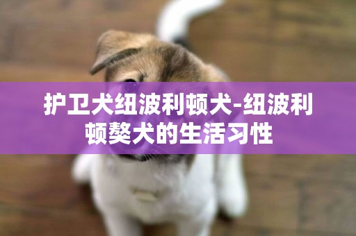 護衛犬紐波利頓犬-紐波利頓獒犬的生活習性
