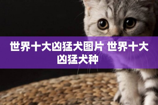 世界十大兇猛犬圖片 世界十大兇猛犬種 