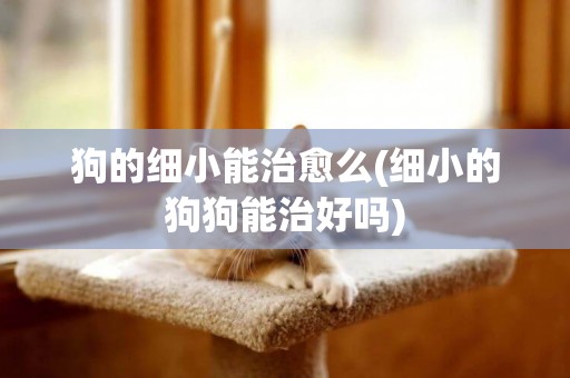 狗的細小能治愈么(細小的狗狗能治好嗎)
