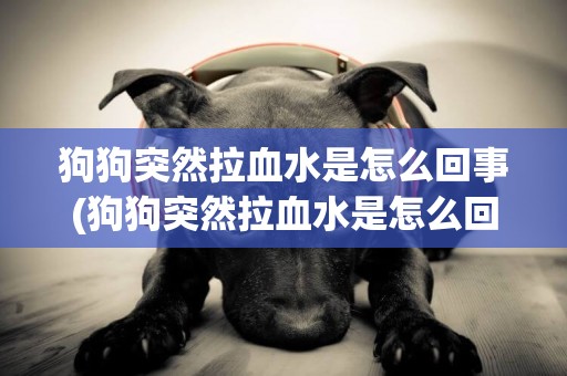 狗狗突然拉血水是怎么回事(狗狗突然拉血水是怎么回事兒)