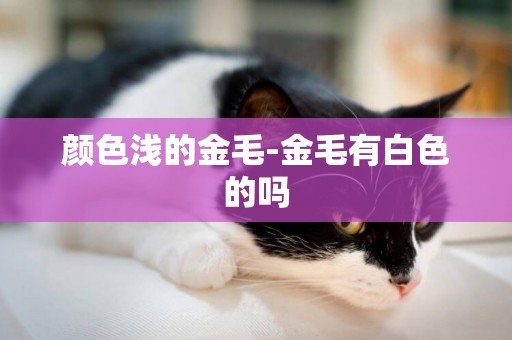 顏色淺的金毛-金毛有白色的嗎