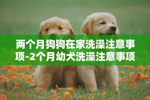 兩個月狗狗在家洗澡注意事項-2個月幼犬洗澡注意事項
