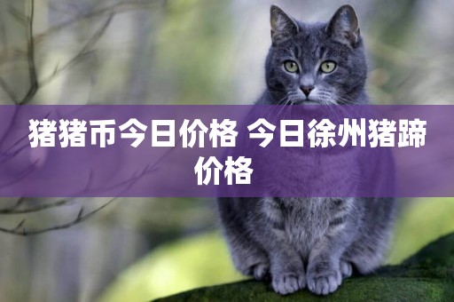 豬豬幣今日價格 今日徐州豬蹄價格 