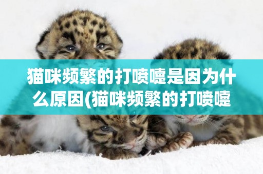 貓咪頻繁的打噴嚏是因為什么原因(貓咪頻繁的打噴嚏是因為什么原因呢)