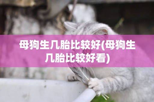 母狗生幾胎比較好(母狗生幾胎比較好看)