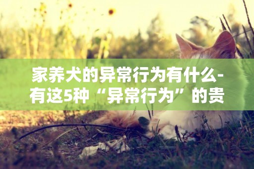 家養犬的異常行為有什么-有這5種“異常行為”的貴賓犬