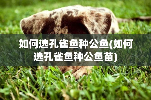 如何選孔雀魚種公魚(如何選孔雀魚種公魚苗)