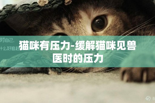 貓咪有壓力-緩解貓咪見獸醫時的壓力