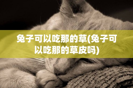 兔子可以吃那的草(兔子可以吃那的草皮嗎)