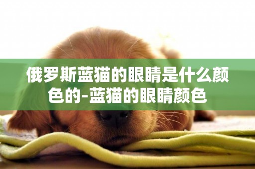 俄羅斯藍貓的眼睛是什么顏色的-藍貓的眼睛顏色