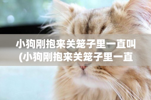 小狗剛抱來關籠子里一直叫(小狗剛抱來關籠子里一直叫為什么)