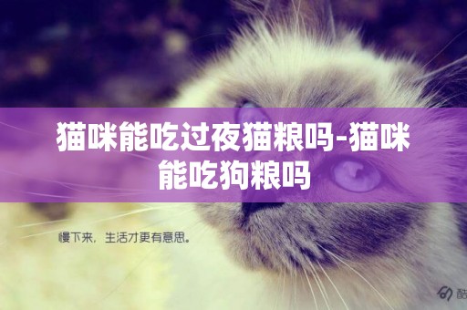 貓咪能吃過夜貓糧嗎-貓咪能吃狗糧嗎