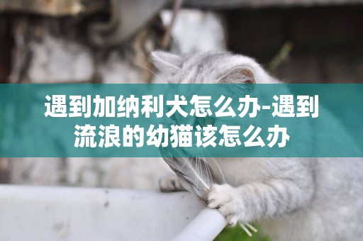 遇到加納利犬怎么辦-遇到流浪的幼貓該怎么辦