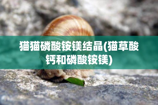 貓貓磷酸銨鎂結晶(貓草酸鈣和磷酸銨鎂)