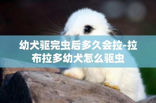幼犬驅完蟲后多久會拉-拉布拉多幼犬怎么驅蟲