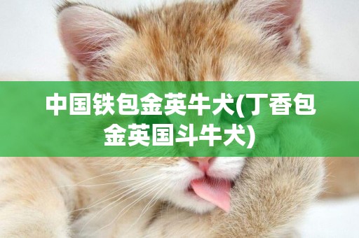 中國鐵包金英牛犬(丁香包金英國斗牛犬)