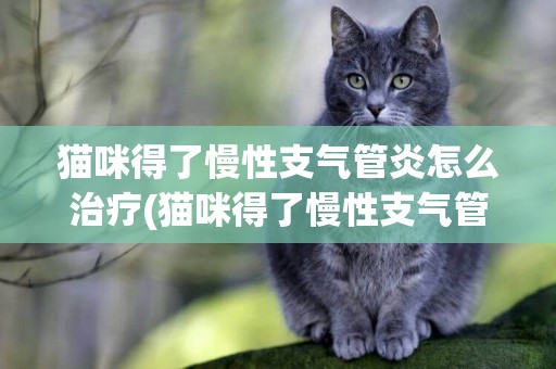 貓咪得了慢性支氣管炎怎么治療(貓咪得了慢性支氣管炎怎么治療好)