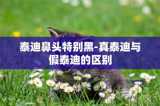 泰迪鼻頭特別黑-真泰迪與假泰迪的區別