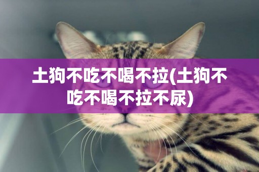 土狗不吃不喝不拉(土狗不吃不喝不拉不尿)