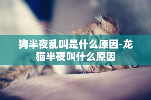狗半夜亂叫是什么原因-龍貓半夜叫什么原因