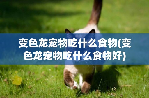 變色龍寵物吃什么食物(變色龍寵物吃什么食物好)