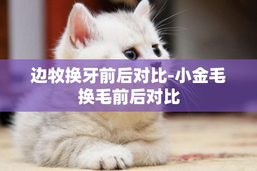 邊牧換牙前后對比-小金毛換毛前后對比
