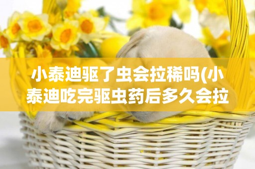 小泰迪驅了蟲會拉稀嗎(小泰迪吃完驅蟲藥后多久會拉蟲)