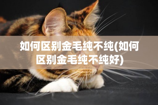 如何區別金毛純不純(如何區別金毛純不純好)