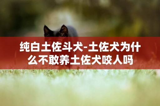 純白土佐斗犬-土佐犬為什么不敢養土佐犬咬人嗎