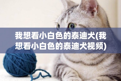 我想看小白色的泰迪犬(我想看小白色的泰迪犬視頻)