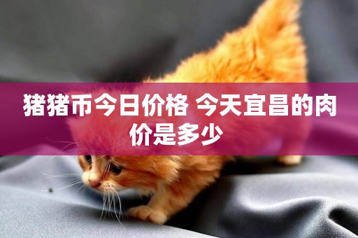 豬豬幣今日價格 今天宜昌的肉價是多少 