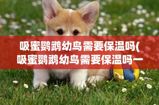 吸蜜鸚鵡幼鳥需要保溫嗎(吸蜜鸚鵡幼鳥需要保溫嗎一天)