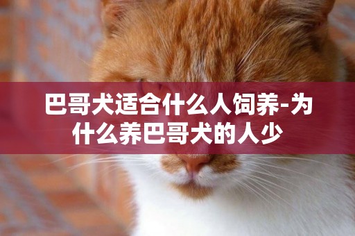巴哥犬適合什么人飼養-為什么養巴哥犬的人少