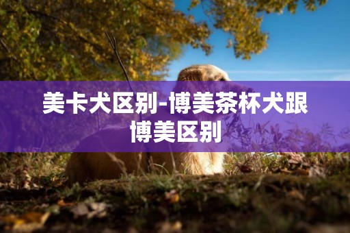 美卡犬區別-博美茶杯犬跟博美區別