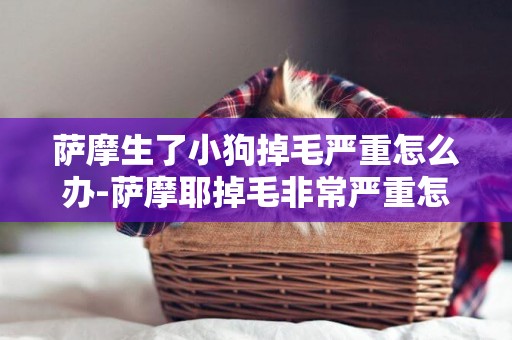 薩摩生了小狗掉毛嚴重怎么辦-薩摩耶掉毛非常嚴重怎么辦