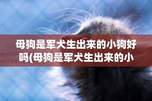 母狗是軍犬生出來的小狗好嗎(母狗是軍犬生出來的小狗好嗎圖片)