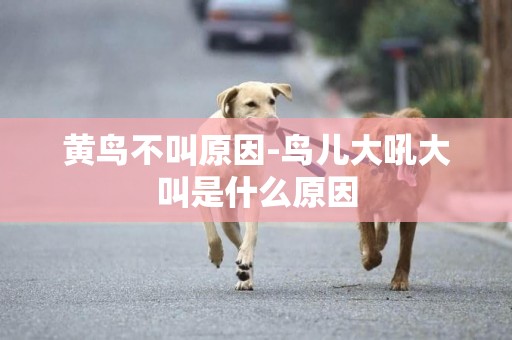 黃鳥不叫原因-鳥兒大吼大叫是什么原因