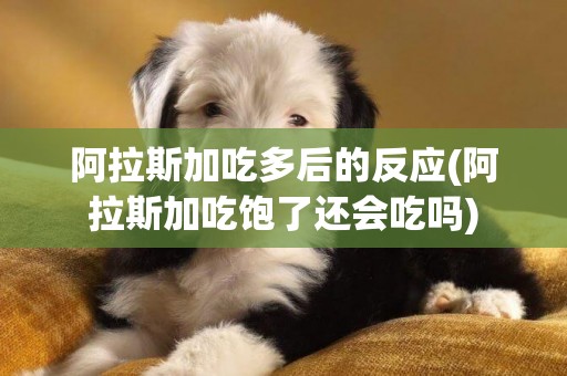 阿拉斯加吃多后的反應(阿拉斯加吃飽了還會吃嗎)