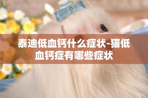 泰迪低血鈣什么癥狀-貓低血鈣癥有哪些癥狀